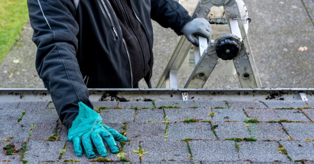 A close-up of the hand of a worker wearing blue gloves, touching a shingle on a roof with green moss around it.